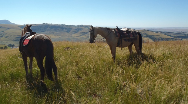 Horse Riding in Central Drakensberg