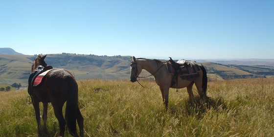 Horse Riding in the Berg