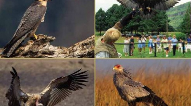 Falcon Ridge - Birds of Prey