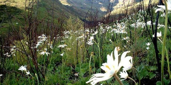 Flowers in the Berg